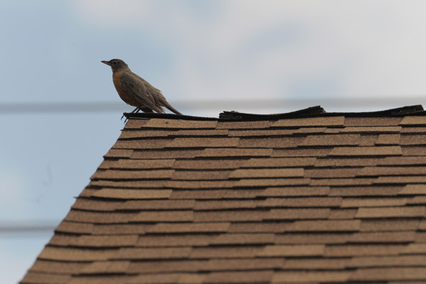 Birdy on the roof