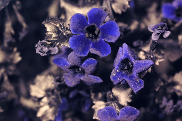 Ultraviolet Flowers