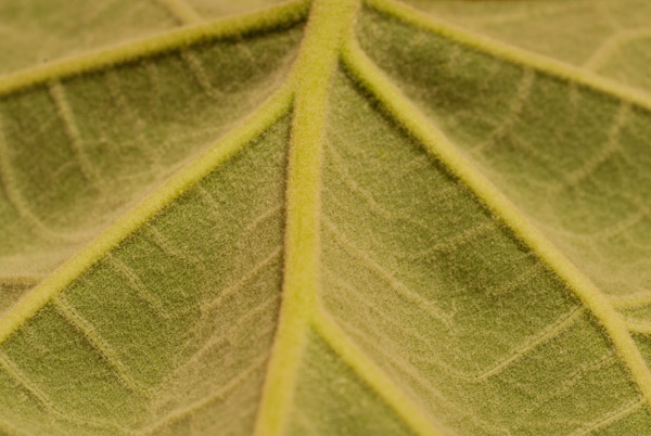 leaf macro