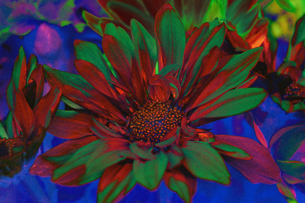 UV+VIS Blend Flower